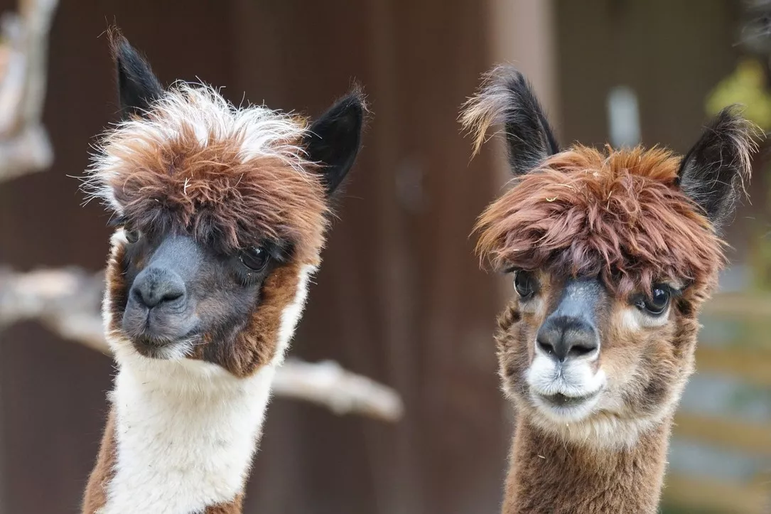 Van vleeskalveren naar Alpacafarm