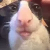 JasperZNMRS