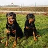 koen_knx