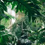 Jungle Fever