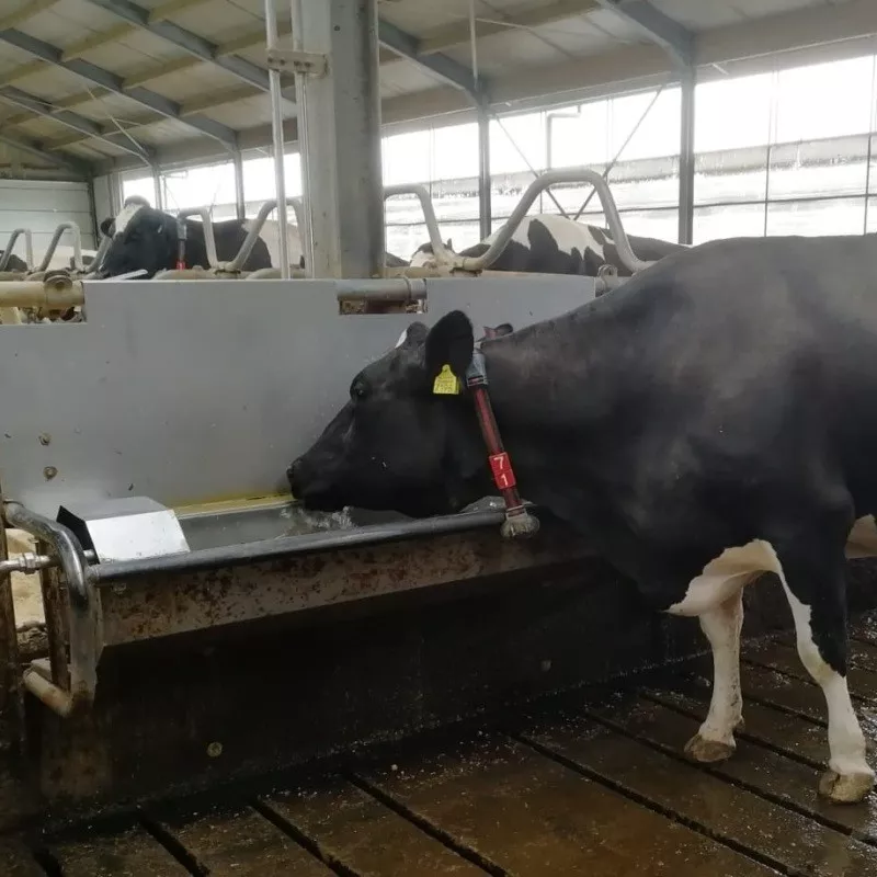 Koe aan de waterkwaliteit